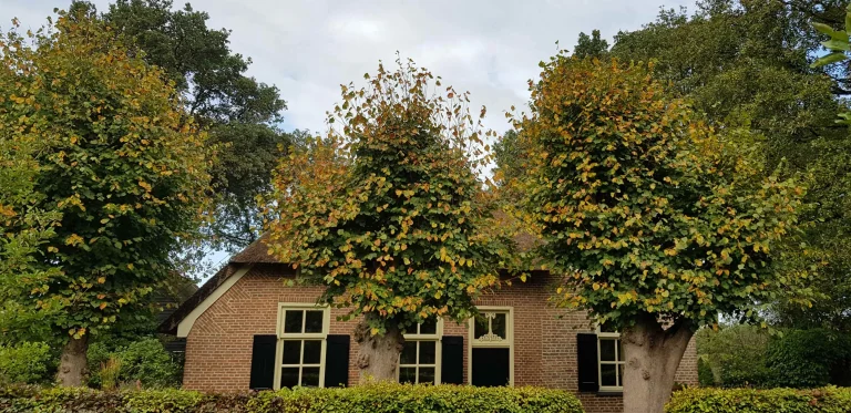 Hoeve den Anholt